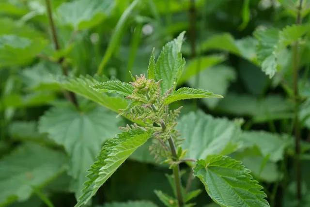 Sérum Pousse Secret de Fleurs 💐 (📦Livré à partir du 16/10/23)
