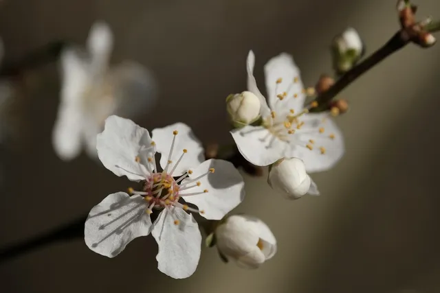 Sérum Pousse Secret de Fleurs 💐 (📦Livré à partir du 16/10/23)