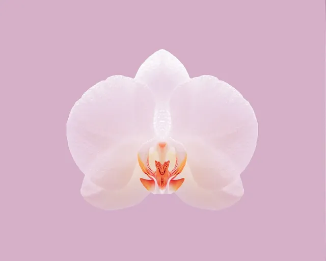 Sérum Pousse Secret de Fleurs 💐