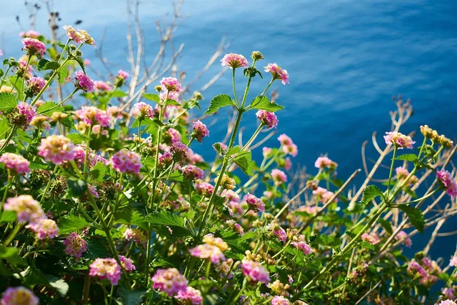 Sérum Pousse Secret de Fleurs 💐 (📦Livré à partir du 16/10/23)