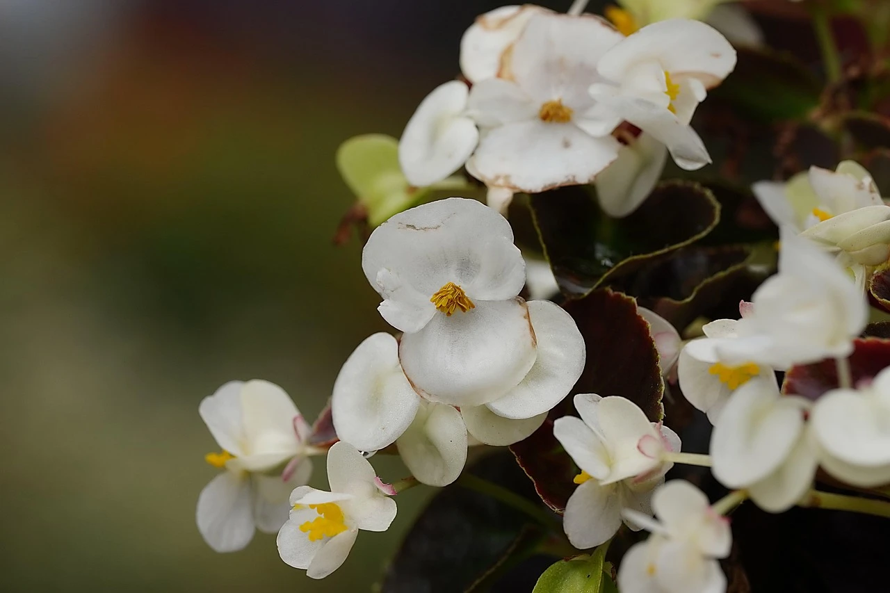 Sérum Pousse Secret de Fleurs 💐 (📦Livré à partir du 16/10/23)