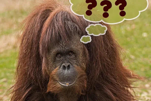 QUESTIONS CHEVEUX