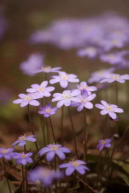 Sérum Pousse Secret de Fleurs 💐 (📦Livré à partir du 16/10/23)