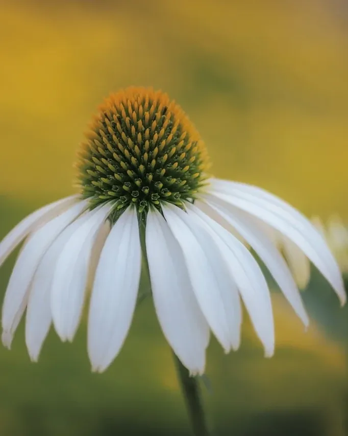 Sérum Pousse Secret de Fleurs 💐 (📦Livré à partir du 16/10/23)