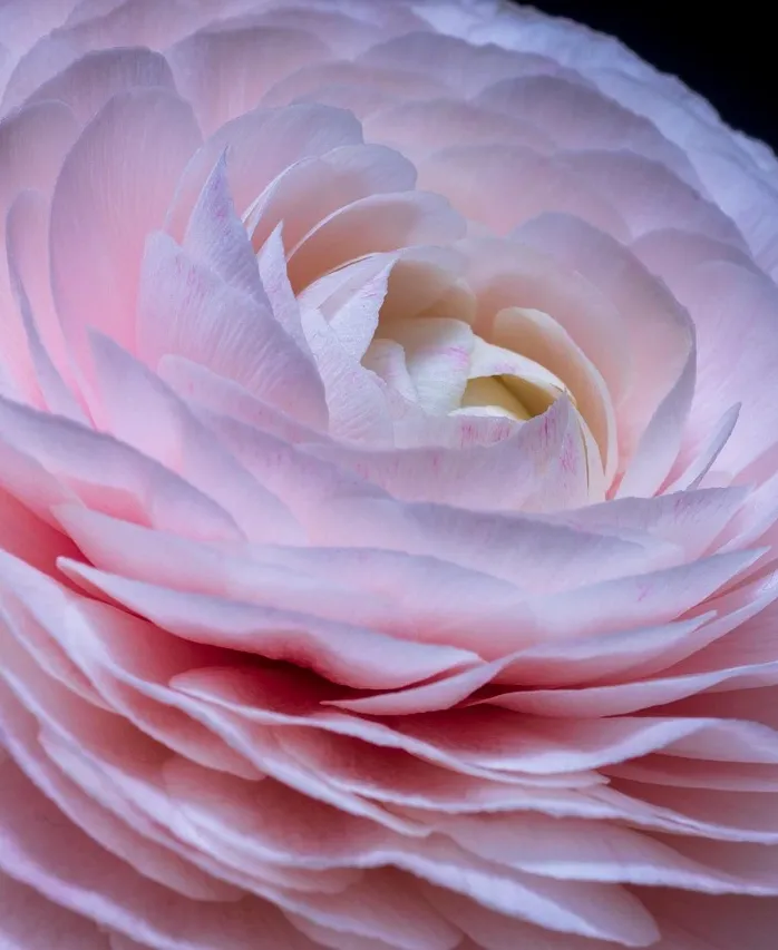 Sérum Pousse Secret de Fleurs 💐 (📦Livré à partir du 16/10/23)