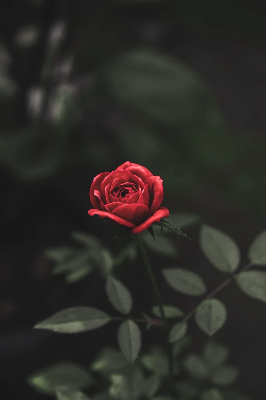 Sérum Pousse Secret de Fleurs 💐 (📦Livré à partir du 16/10/23)